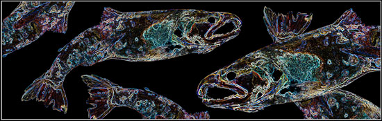 Electric Salmon 11X34