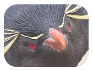 Antarctica Video