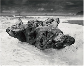 Sea Bear 14X11